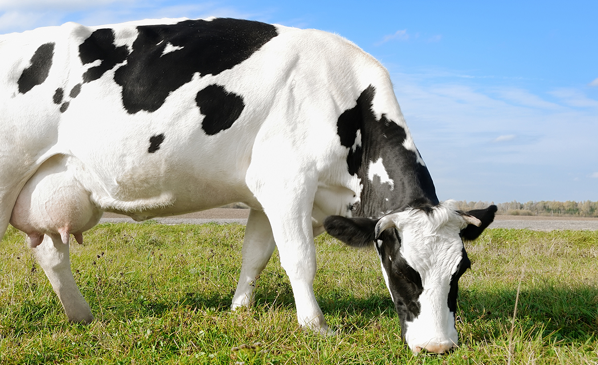Cow eating grass Biomagnetism dairy product