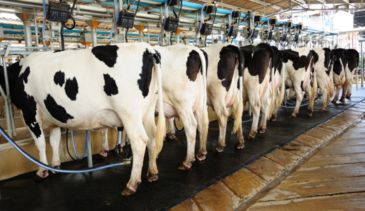 milking cows