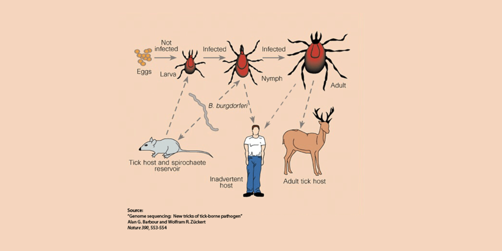 biomagnetism-and-lyme-disease-multi-pathogen-syndrome-usbiomag